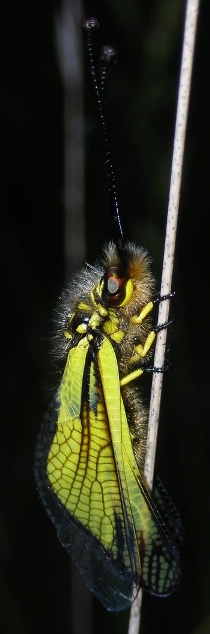 Libelloides latinus e Libelloides coccajus